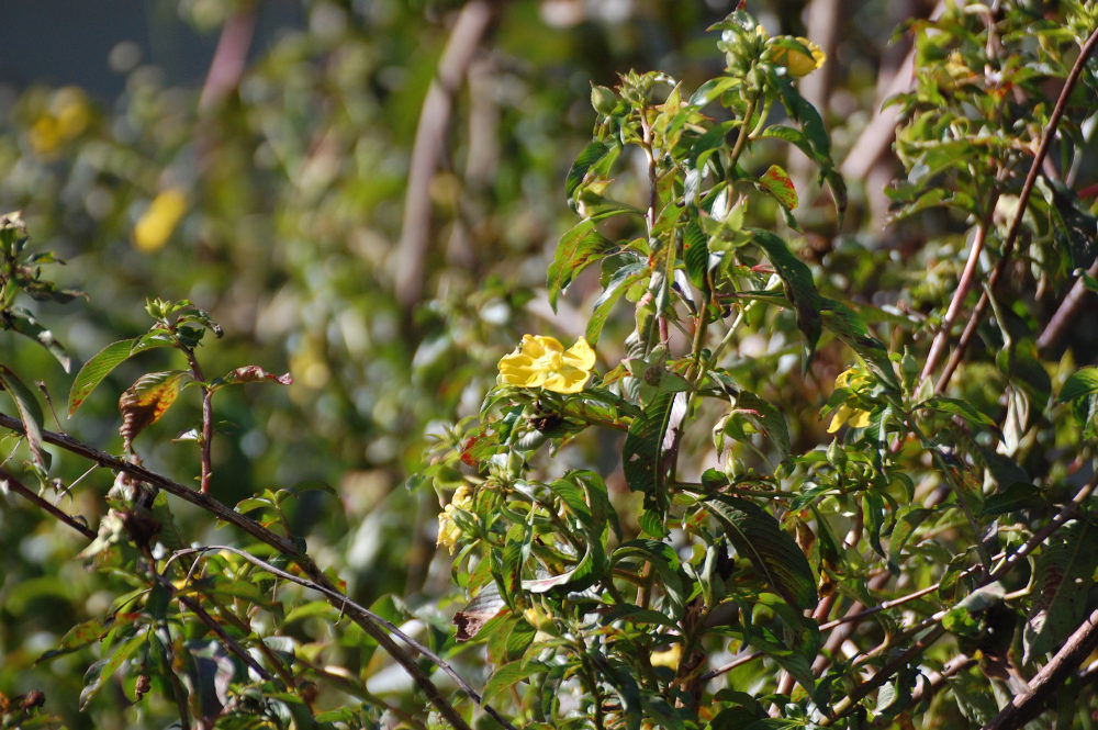 Fiore brasiliano: Ludwigia tomentosa (Onagraceae)